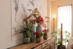 Mangohoutonline Mangohouten Dressoir San Antonio 210 cm Mahom